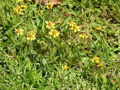 Acmella oppositifolia