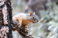 Sciurus nayaritensis