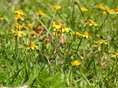 Acmella oppositifolia
