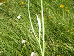 Perideridia bolanderi