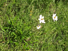 Cosmos diversifolius