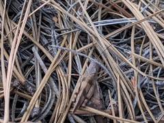 Trimerotropis modesta