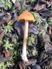 Entoloma salmoneum