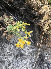Ericameria cuneata