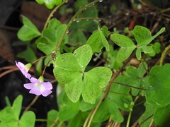 Oxalis alpina