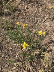 Ericameria cuneata
