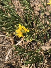 Ericameria cuneata