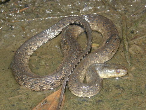 Mississippi Green Watersnake