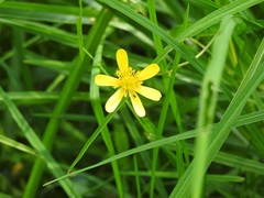 Ranunculus petiolaris