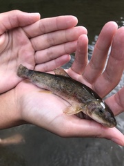 Catostomus catostomus