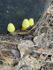Leucocoprinus birnbaumii image