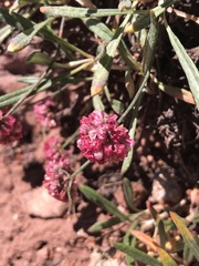 Eriogonum coloradense