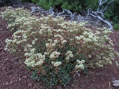 Eriogonum jamesii