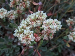 Eriogonum jamesii