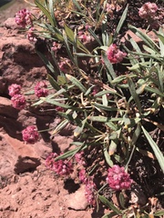 Eriogonum coloradense