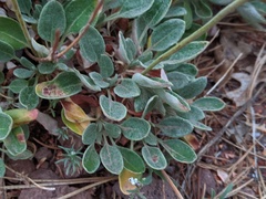 Eriogonum jamesii