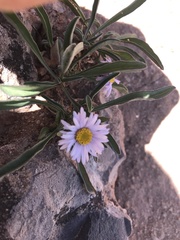 Erigeron leiomerus