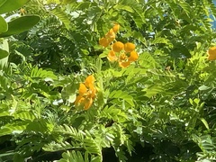 Gonopterodendron arboreum