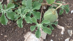 Cochlospermum wrightii