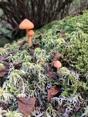 Entoloma salmoneum