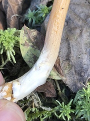 Entoloma salmoneum