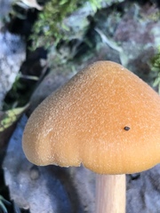 Entoloma salmoneum