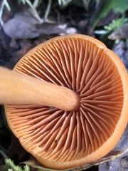 Entoloma salmoneum