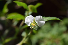 Commelina erecta