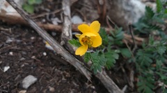 Chamaecrista greggii