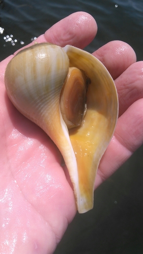 Pear Whelk