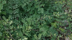 Mimosa malacophylla