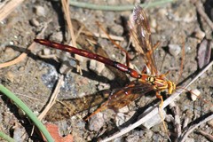 Megarhyssa macrurus icterosticta