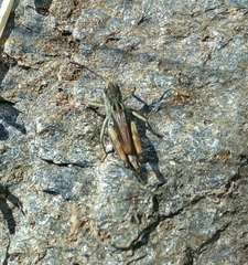 Stenobothrus ursulae