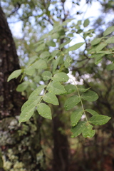 Fraxinus papillosa