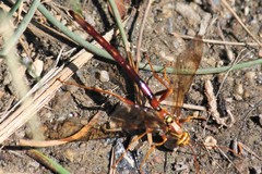 Megarhyssa macrurus icterosticta