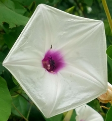 Ipomoea pandurata