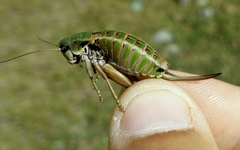 Anonconotus pusillus