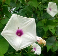 Ipomoea pandurata