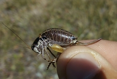 Anonconotus pusillus