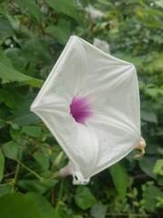 Ipomoea pandurata