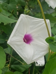 Ipomoea pandurata
