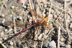 Megarhyssa macrurus icterosticta