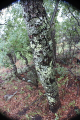 Fraxinus papillosa