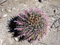 Ferocactus recurvus