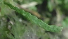 Notogrammitis heterophylla