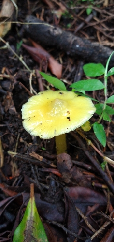 Hygrocybe flavescens image