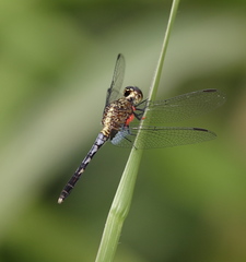 Erythrodiplax basalis