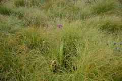 Allium wallichii