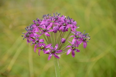 Allium wallichii