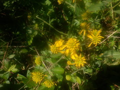 Verbesina alternifolia